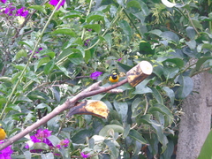 Euphonia concinna