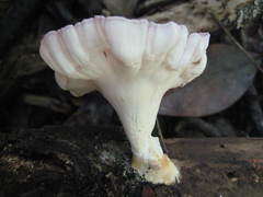 Cymatoderma caperatum