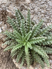 Phacelia integrifolia