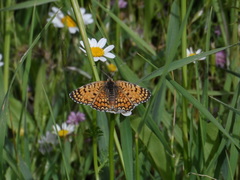 Melitaea telona