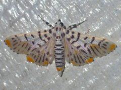 Polygrammodes maccalis