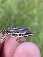 Leptodactylus gracilis