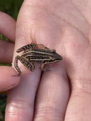 Leptodactylus gracilis
