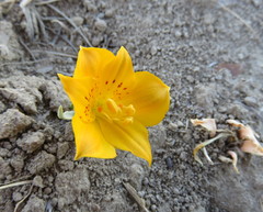 Alstroemeria patagonica