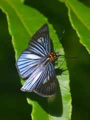 Pythonides lancea