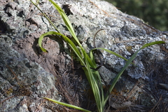 Manfreda singuliflora