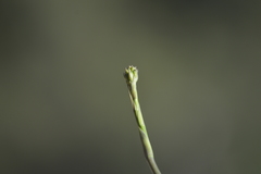 Manfreda singuliflora