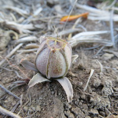 Alstroemeria patagonica
