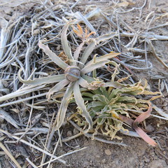 Alstroemeria patagonica