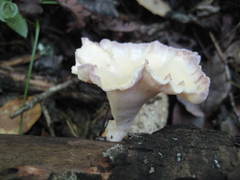 Cymatoderma caperatum