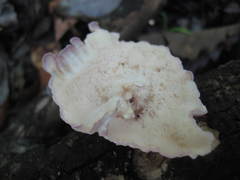 Cymatoderma caperatum