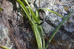 Manfreda singuliflora