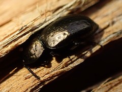 Adelium abbreviatum
