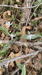Erythronium albidum
