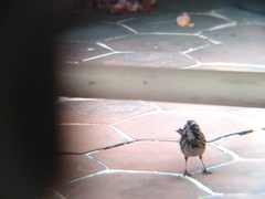 Melospiza melodia