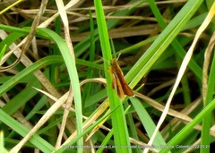 Ancyloxypha melanoneura