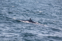 Balaenoptera edeni