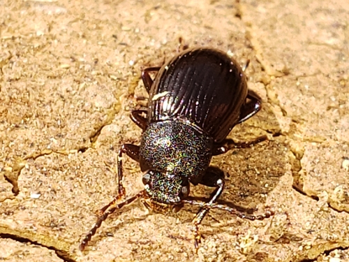 Nalassus aereus