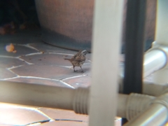 Melospiza melodia