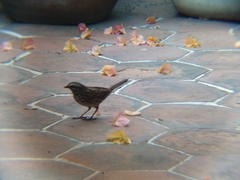 Melospiza melodia