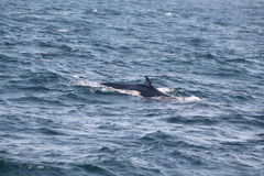 Balaenoptera edeni