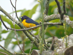 Euphonia concinna