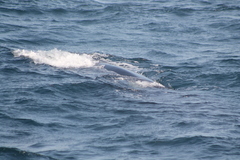 Balaenoptera edeni