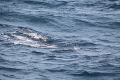 Balaenoptera edeni