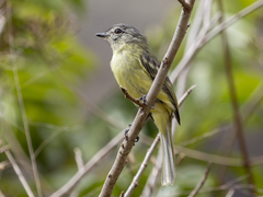 Myiopagis gaimardii