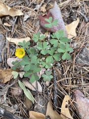 Oxalis albicans