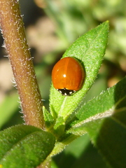 Cycloneda sanguinea