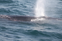 Balaenoptera edeni