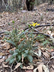 Packera millelobata
