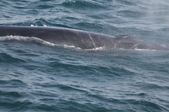 Balaenoptera edeni