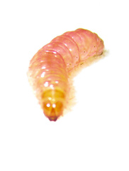Neoleucinodes