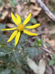 Packera millelobata