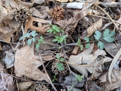 Phacelia ranunculacea