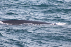 Balaenoptera edeni