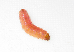 Neoleucinodes