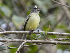 Myiopagis gaimardii