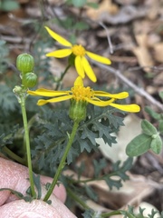 Packera millelobata