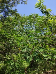 Senna siamea