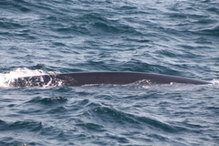 Balaenoptera edeni
