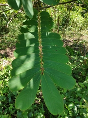 Senna siamea