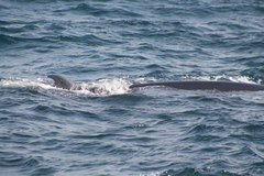 Balaenoptera edeni