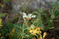 Blumenbachia insignis