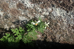 Blumenbachia insignis