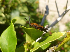 Pterygota