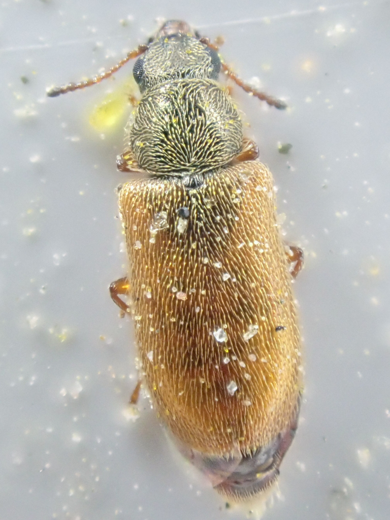 Trichochrous fulvovestitus