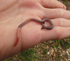 Aporrectodea caliginosa